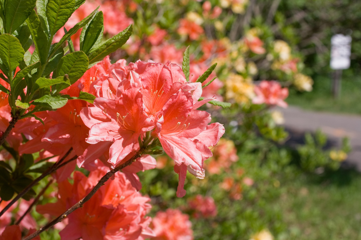 甘利山で日帰り登山を楽しもう ツツジの開花時期や絶景ポイントへのアクセスは Travelnote トラベルノート