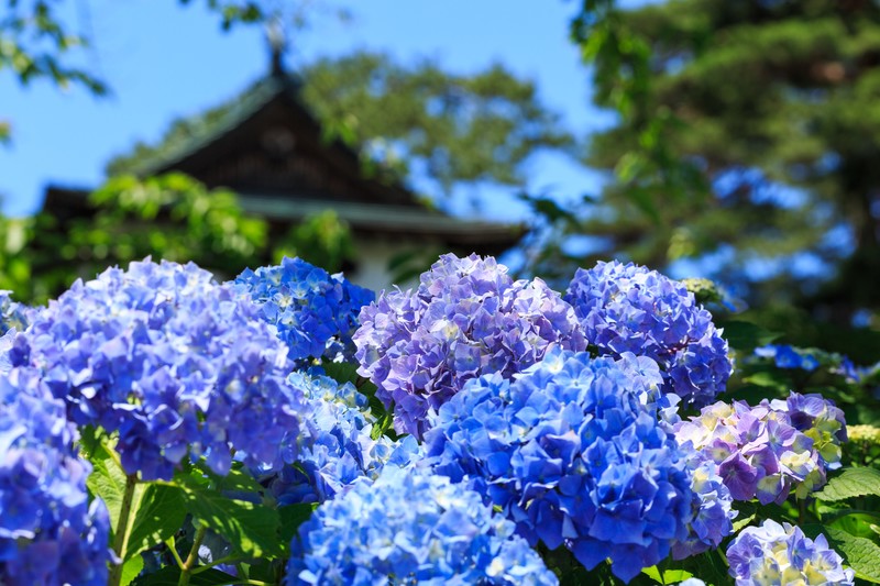 矢田寺は奈良にあるあじさいの名所 御朱印 ご利益や花の見頃まで紹介 Travelnote トラベルノート