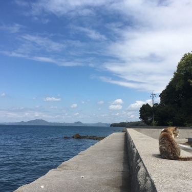 真鍋島 は岡山で話題の猫島 アクセスや食事など観光ポイントまとめ Travelnote トラベルノート