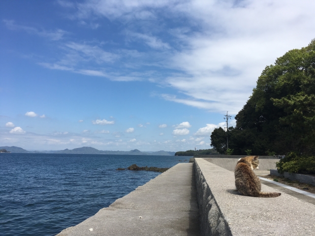 『真鍋島』は岡山で話題の猫島！アクセスや食事など観光ポイントまとめ！