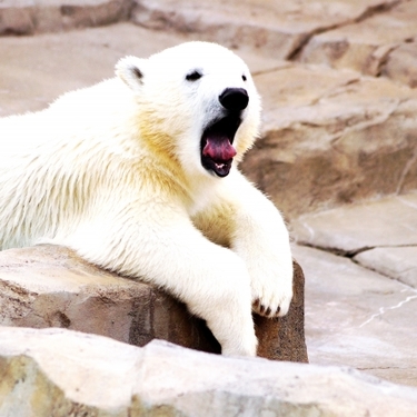 北海道の動物園人気ランキングbest9 おすすめスポットの見どころは Travelnote トラベルノート