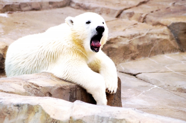 北海道の動物園人気ランキングbest9 おすすめスポットの見どころは Travelnote トラベルノート