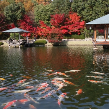 三景園は広島空港そばの日本庭園 紫陽花や紅葉の見頃時期が観光におすすめ Travelnote トラベルノート