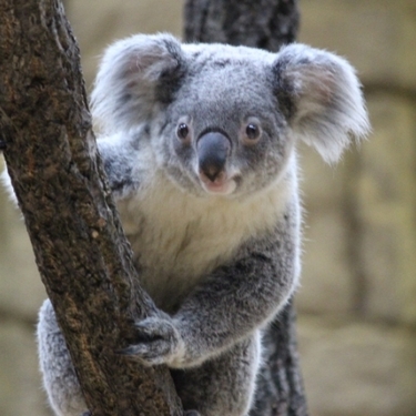 コアラに会える動物園は 日本にある全てのスポットを一挙ご紹介 Travelnote トラベルノート