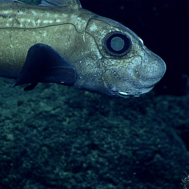 世界一深い海 マリアナ海溝 の謎に迫る 場所や最深部の深さ 生息する生物は Travelnote トラベルノート