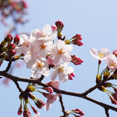 京都 原谷苑は桜や紅葉が美しい人気スポット 見頃や入園料を紹介 Travelnote トラベルノート