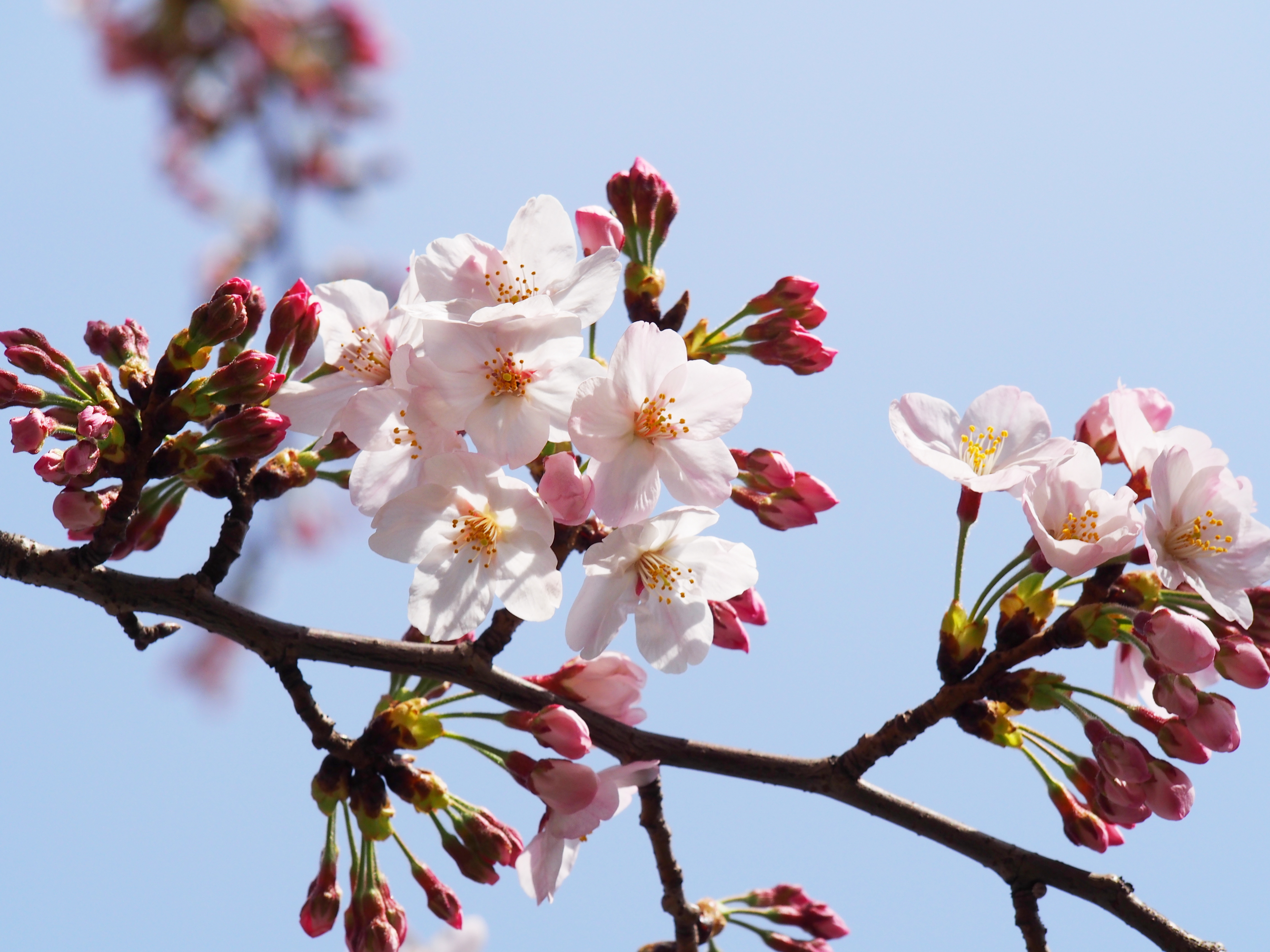 京都 原谷苑は桜や紅葉が美しい人気スポット 見頃や入園料を紹介 Travelnote トラベルノート