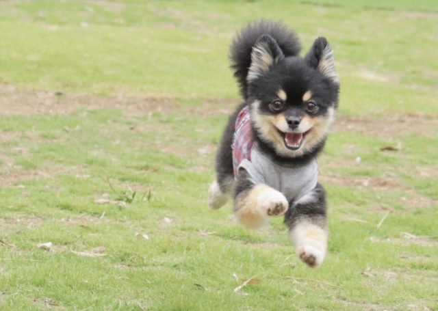 室内ドッグランがある施設は 関東 関西で犬と遊べる人気スポットを網羅 Travelnote トラベルノート