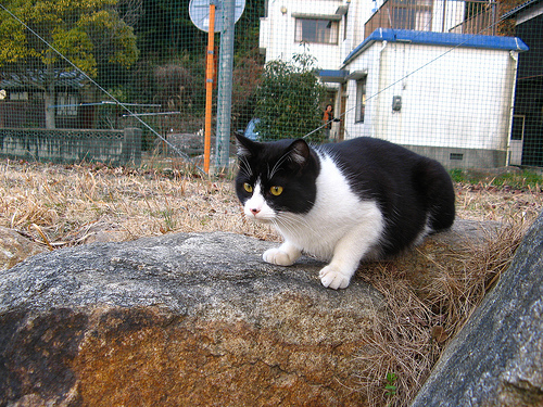 加唐島 佐賀 は別名猫の島 フェリーでのアクセスや観光の見どころを紹介 Travelnote トラベルノート