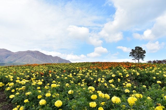 くじゅう花公園で四季折々の花畑を満喫 料金やアクセス方法は Travelnote トラベルノート