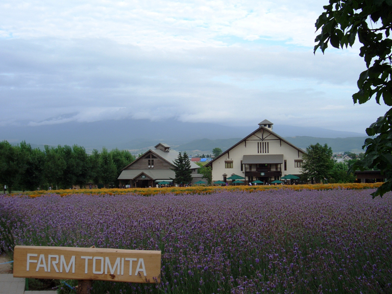 ファーム富田のラベンダー畑は絶景！見頃・入園料・お土産など観光情報を紹介