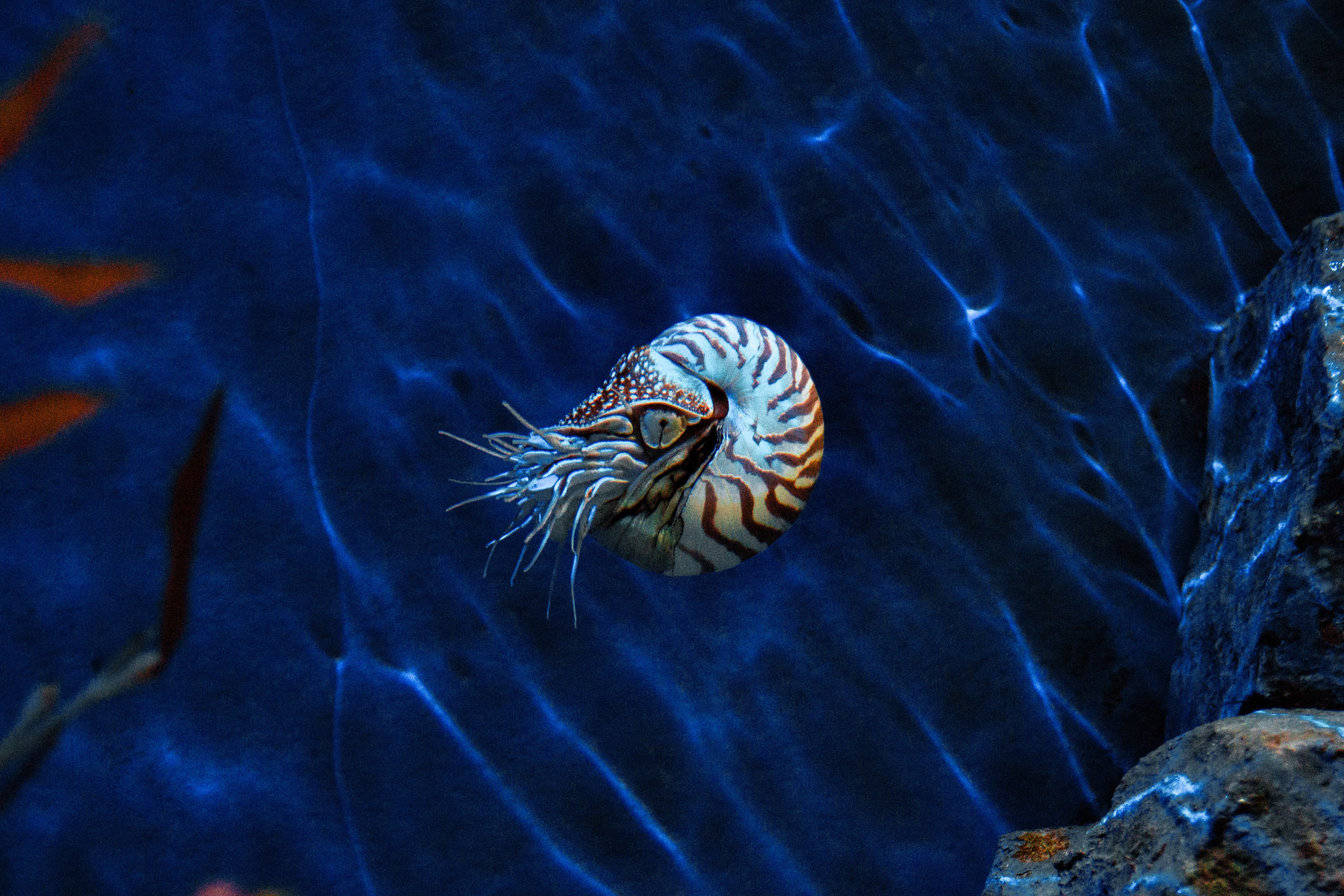 深海プリンは沼津で生まれた大人気の新土産！気になる味・値段・賞味期限は？