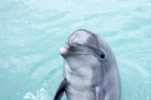 静岡の水族館ランキングtop7 クラゲやイルカに癒される人気スポット紹介 Travelnote トラベルノート