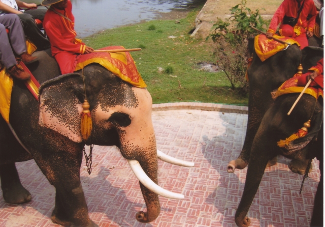 タイで象乗り体験ができるおすすめスポット7選！観光客から人気の場所ばかり！