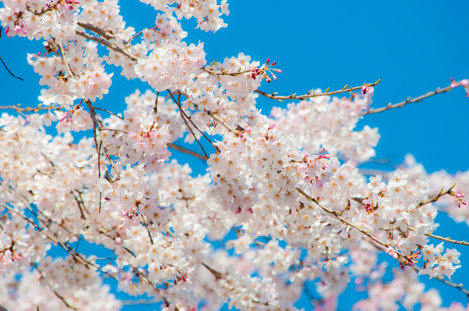 小原の四季桜は愛知の絶景名所 開花時期 アクセス ライトアップ期間は Travelnote トラベルノート