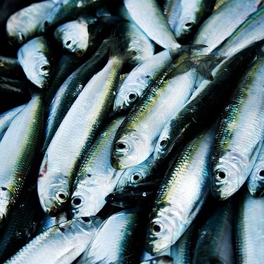 青魚の種類や釣り方をチェック 栄養やさわら ブリなどの美味しい食べ方は Travelnote トラベルノート