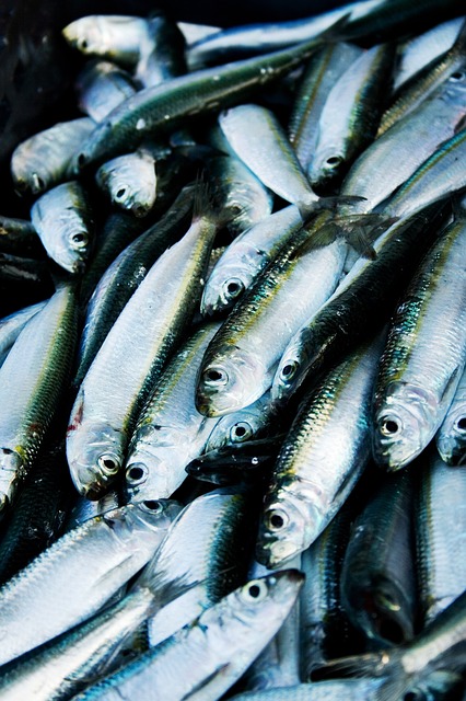 青魚の種類や釣り方をチェック 栄養やさわら ブリなどの美味しい食べ方は Travelnote トラベルノート