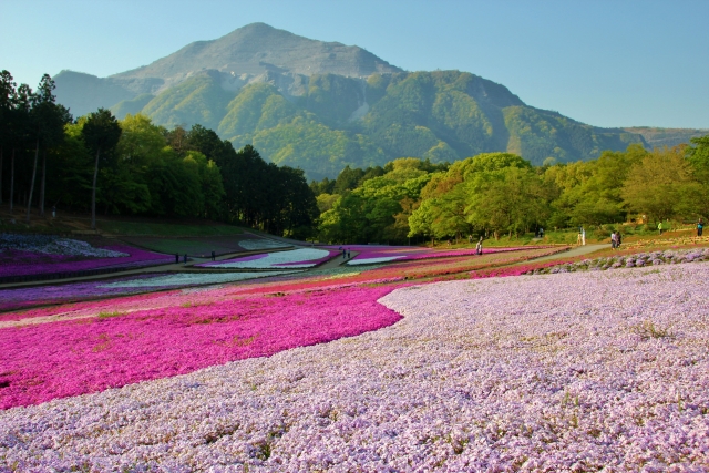 秩父で桜を満喫できるおすすめスポットは 一度は行きたい人気の場所を紹介 Travelnote トラベルノート