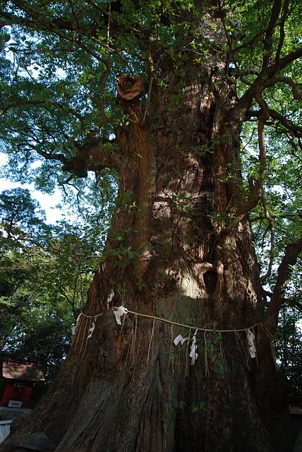 松野町のおすすめ観光スポットは？自然あふれる「森の国」の人気の場所を紹介！