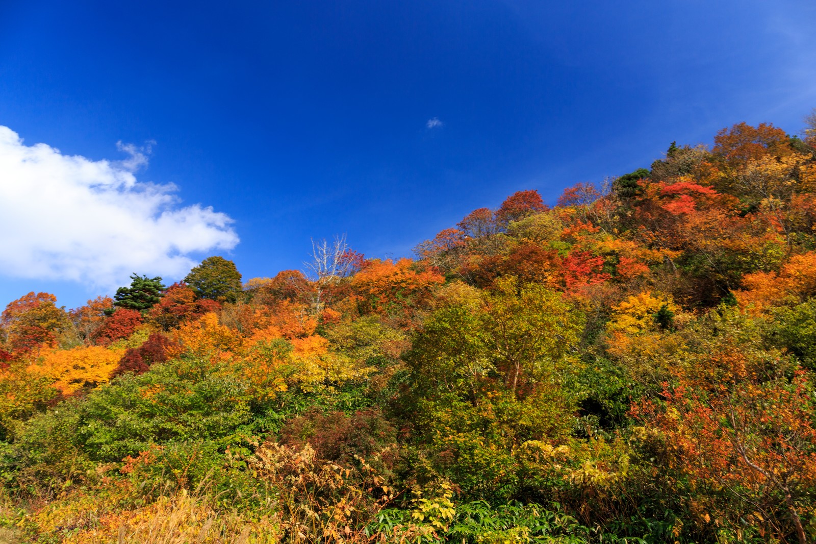 弥彦山の登山を満喫 ロープウェイやルートを確認して絶景を目指そう Travelnote トラベルノート