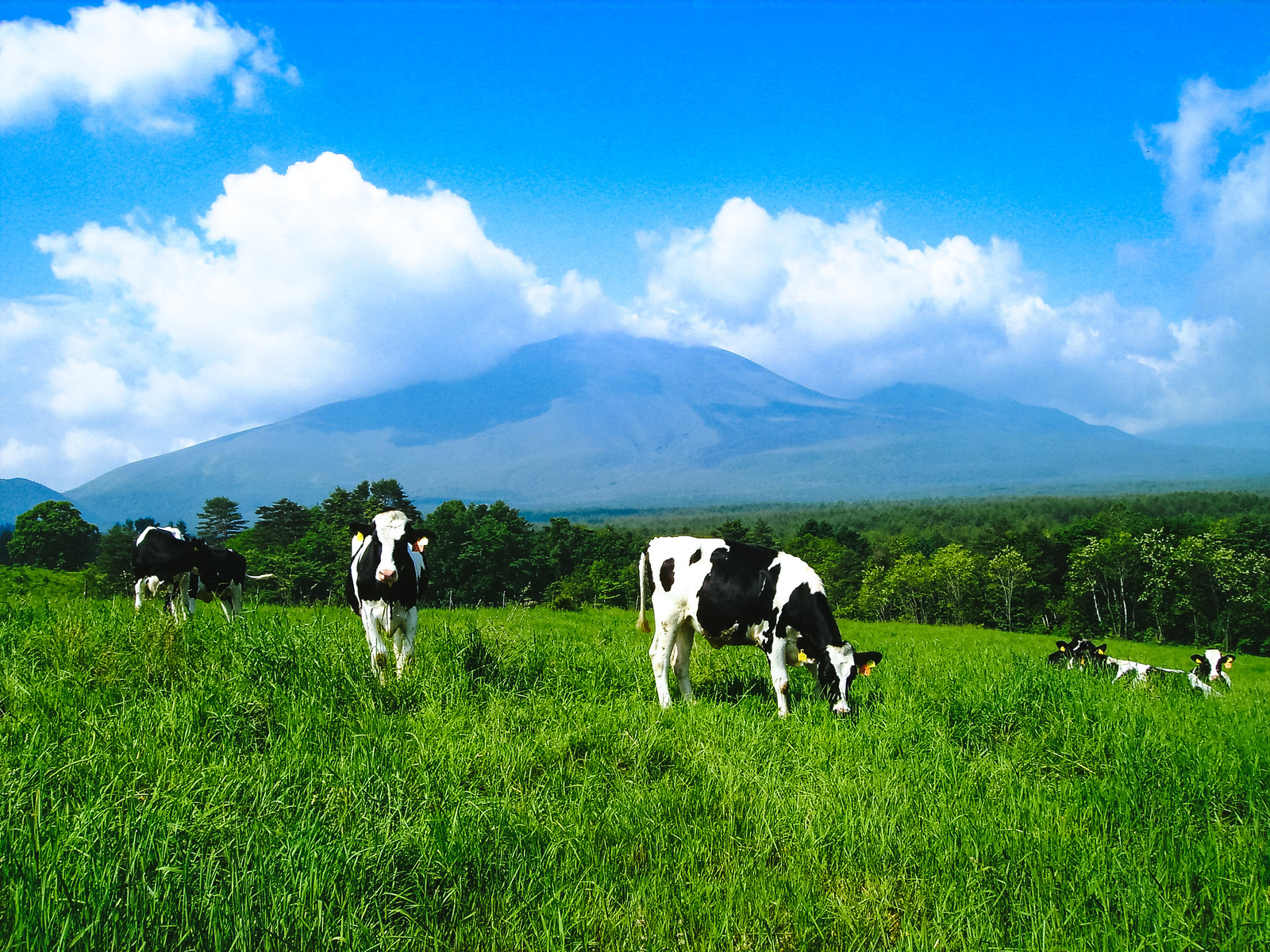 十勝牧場で朝ドラのロケ地見学 美しい白樺並木や放牧の風景で癒されよう Travelnote トラベルノート