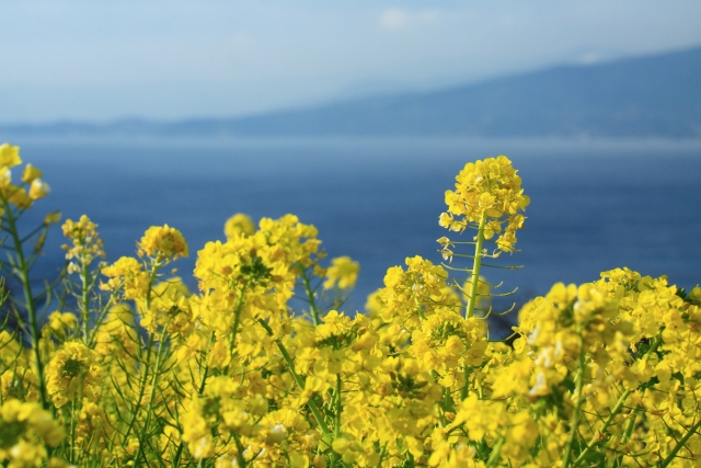 福ふくの里 糸島 は菜の花畑が綺麗な人気スポット 海鮮丼もおすすめ Travelnote トラベルノート