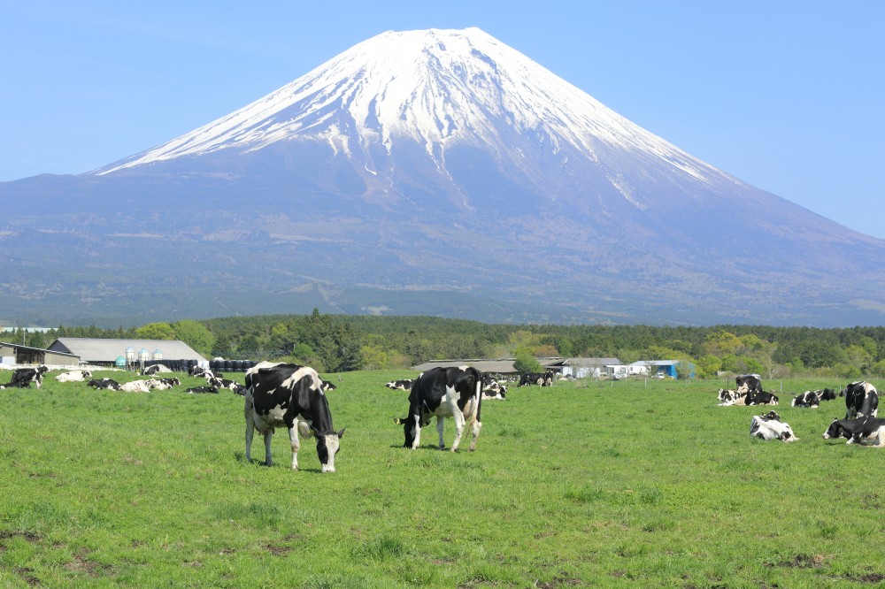 朝霧高原から眺める富士山は迫力満点 観光におすすめのスポットやグルメも紹介 Travelnote トラベルノート