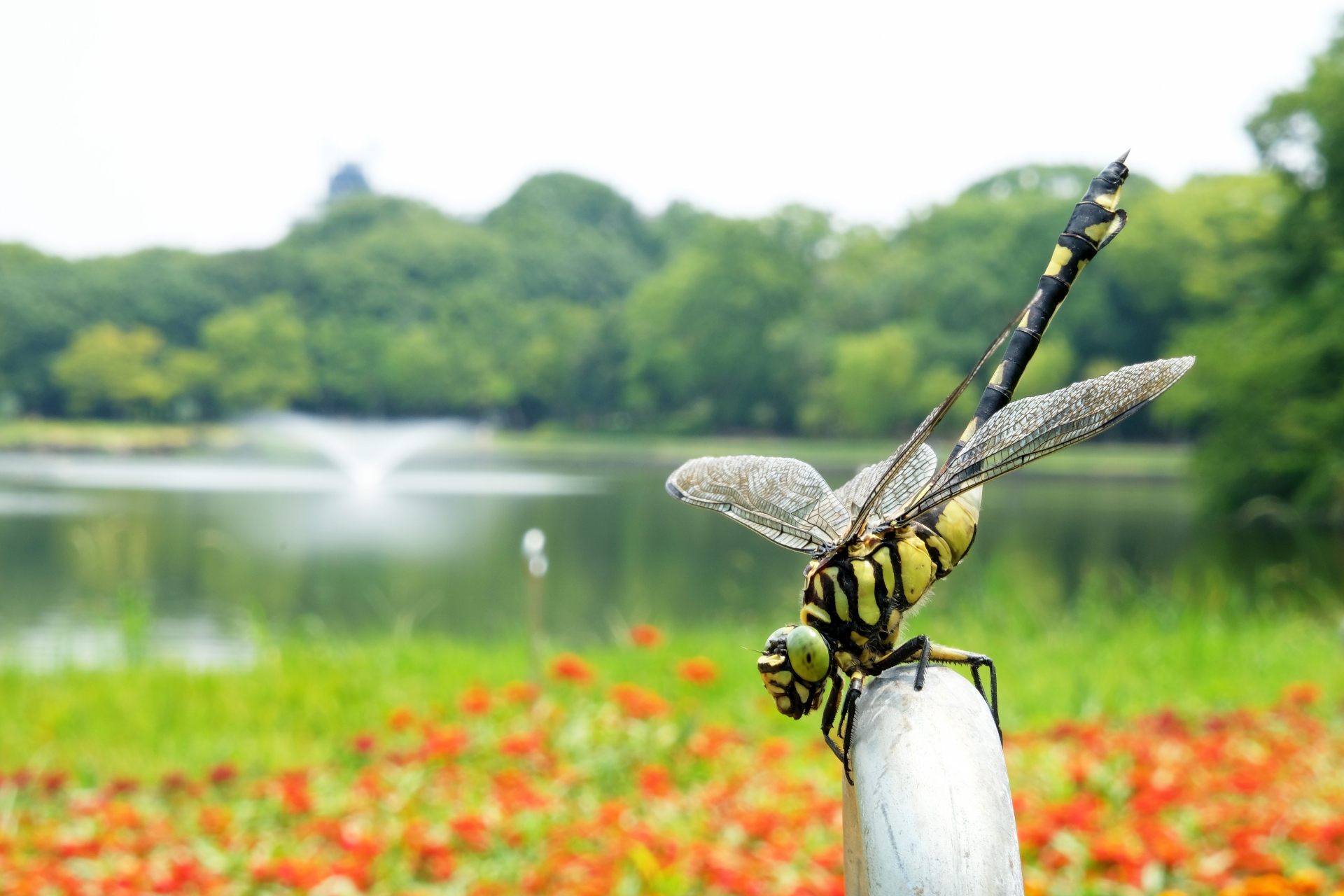 蜻蛉池公園は自然が豊かなおすすめスポット！アクセス・駐車場は？