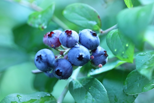 ブルーベリーの種類や特徴は おすすめ品種や収穫時期もチェック Travelnote トラベルノート