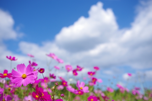 白木峰高原 長崎 のコスモスは一度は見るべき 開花 見頃の時期やアクセスは Travelnote トラベルノート