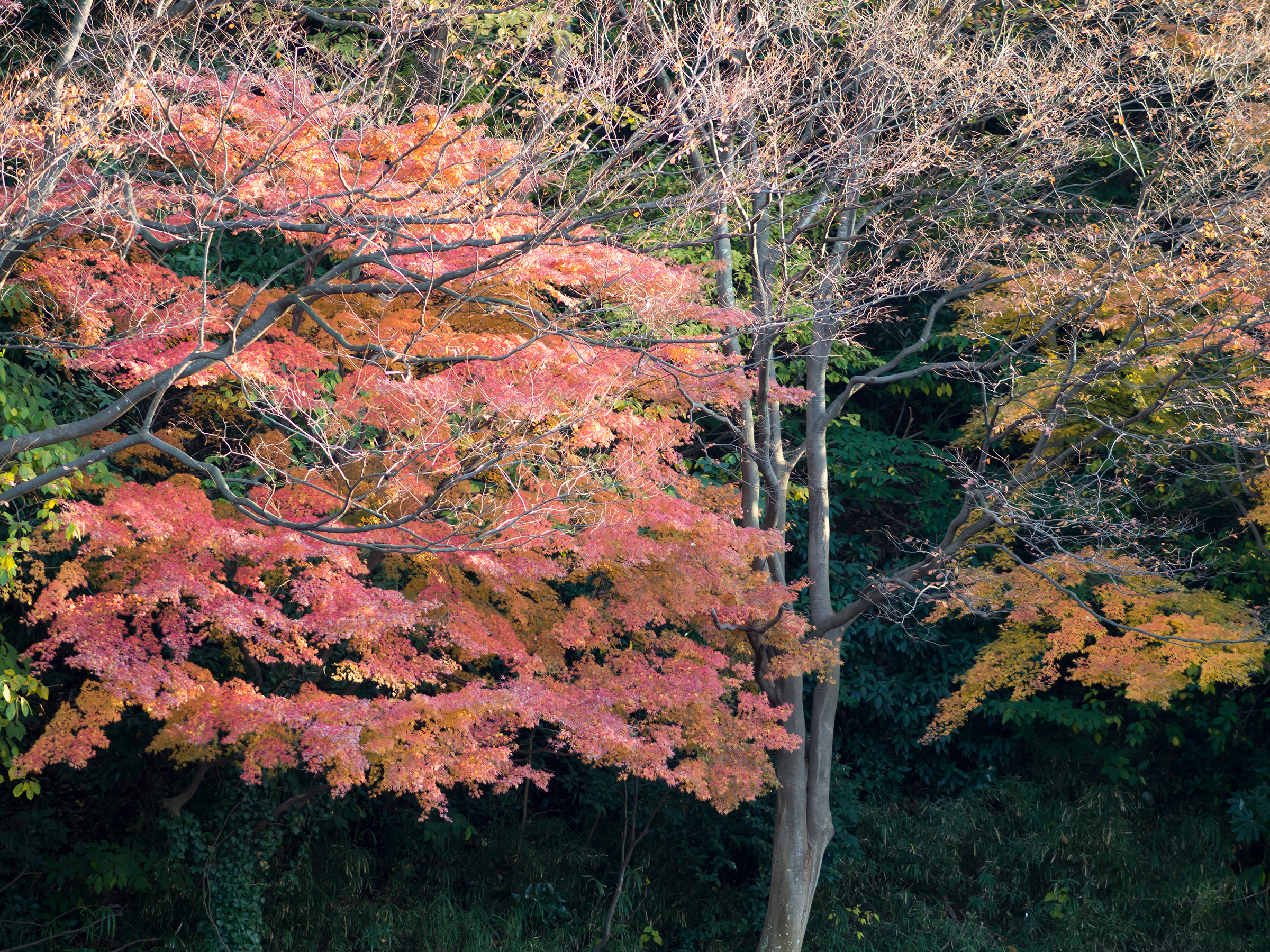 光明寺は京都有数の紅葉の名所！アクセスや御朱印・拝観料もチェック！