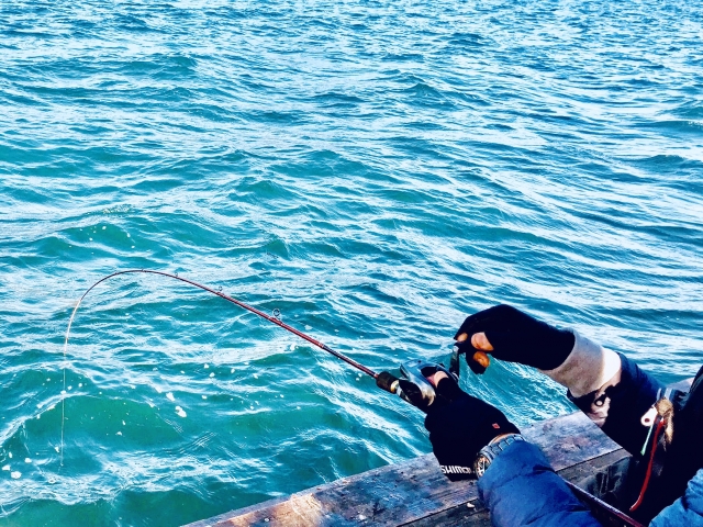 知多半島で人気の釣りポイント11選！初心者にもおすすめのスポットもあり！