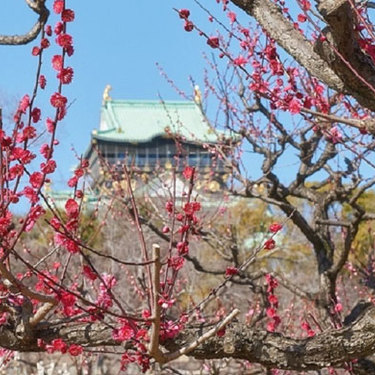 年 大阪城公園の梅林の開花予想は 見ごろの時期 アクセス方法も Travelnote トラベルノート