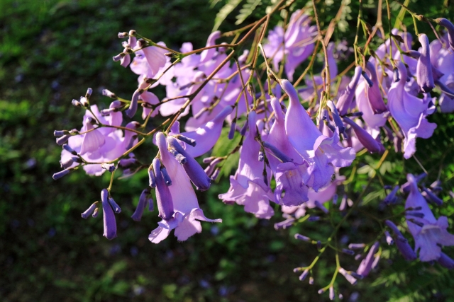 ジャカランダの花は世界三大花木の一つ 日本で見られる名所をご紹介 Travelnote トラベルノート