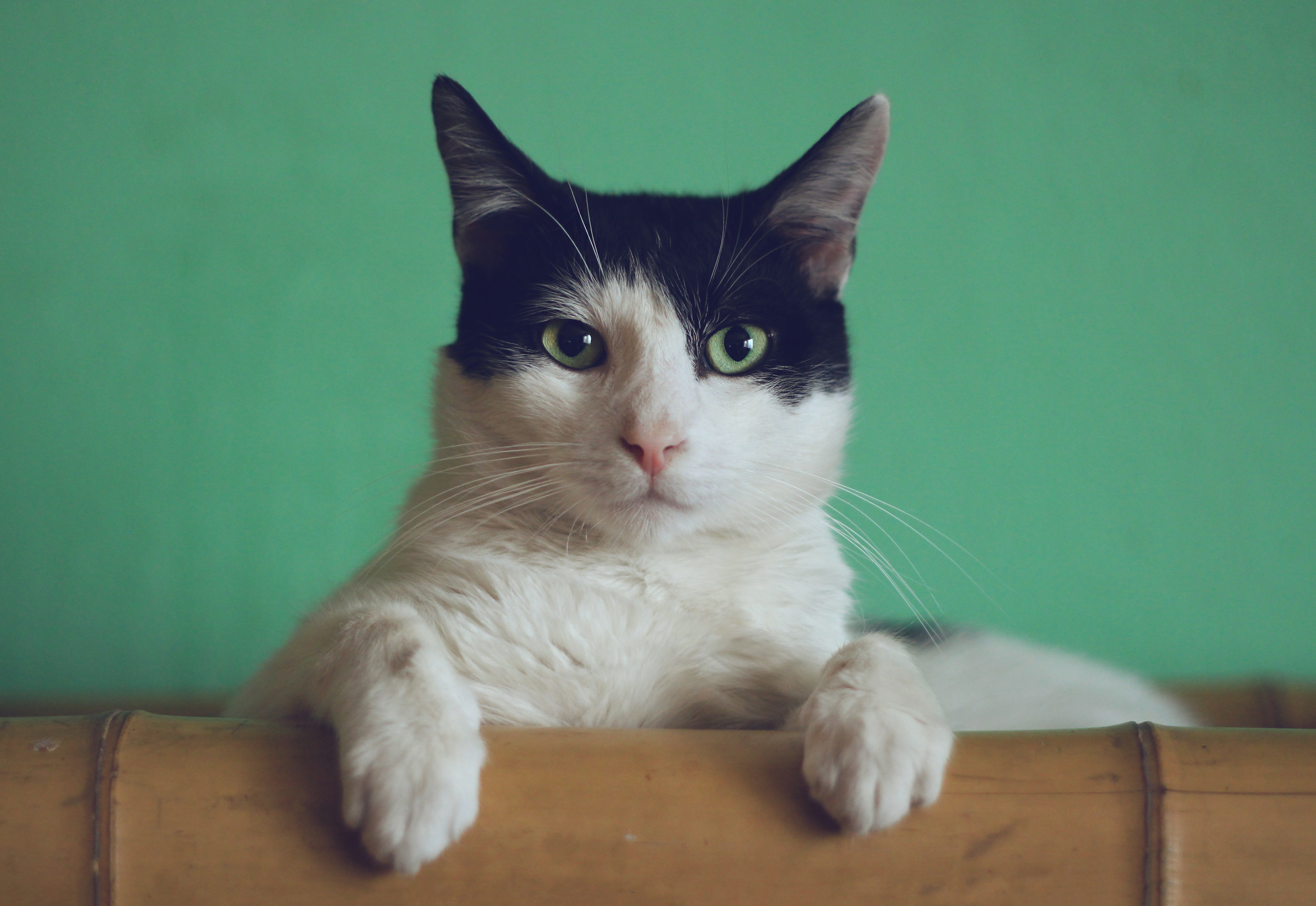 上野の猫カフェ人気ランキングTOP7！抱っこできる癒しスポットもご紹介！