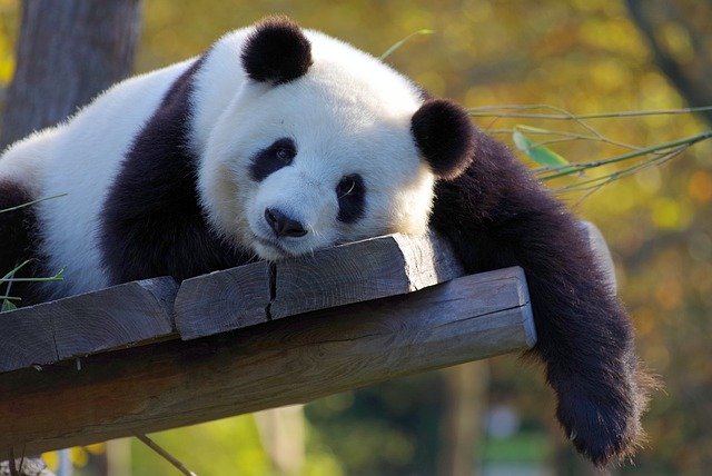 上野動物園の人気者パンダの「シャンシャン」観覧の待ち時間 ...