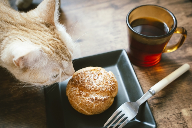 川崎のおすすめ猫カフェを紹介 人気のお店から里親募集の店舗まで 4ページ目 Travelnote トラベルノート