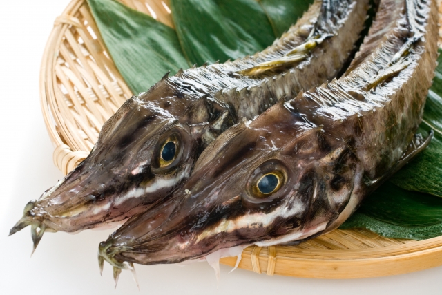 北海道にいる 八角 ってどんな魚 美味しい食べ方や旬の時期を紹介 Travelnote トラベルノート