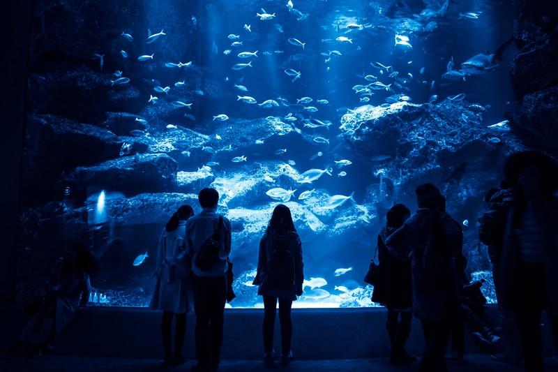 お出かけにぴったり！名古屋港水族館の見どころや楽しみ方を紹介！