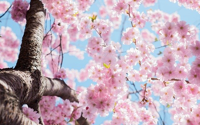 【世界遺産で夜桜を】京都・東寺のライトアップされた桜は圧巻の美しさで人気！