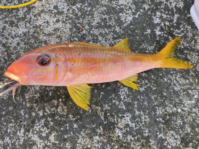 高級魚 オジサン の魅力に迫る 名前の由来や美味しい食べ方は Travelnote トラベルノート